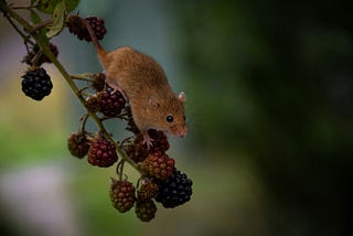 A tiny mouse on a branch full of ripening brambles.