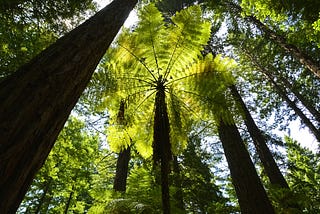 From Behind the Fern