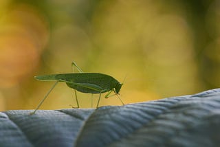 How To Prepare - The Oprah or Cricket Way