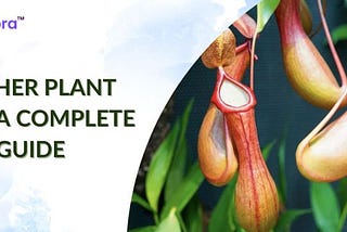 Pitcher Plant Care: A Complete Guide