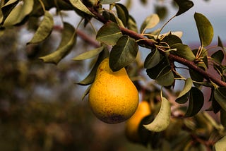 A Rebellious Pear