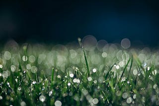 A picture of short green grass covered in morning dew