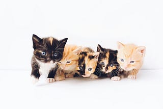 Five tiny kittens of various black and orange color, sitting closely together