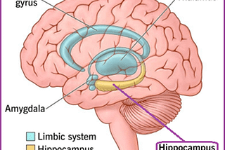 Your Hippocampus & Neurodivergence — Your Successful Future via Creative & Innovative Work