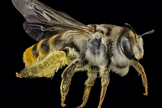 The Hidden Language of the Bees