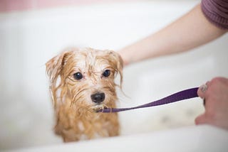 Five tips to help your dog grooming quickly