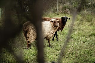 A Lesson from Inside the Body