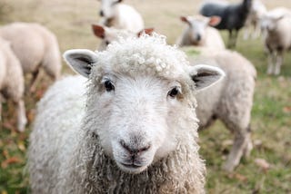 A sheep in the foreground looks at the camera; other sheep can be seen in the background