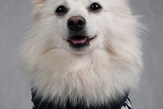 Pomeranian or German Spitz — What are the differences and origins?