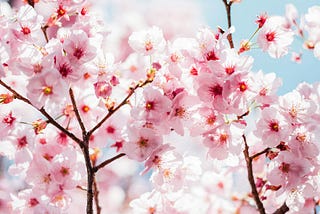 What’s blossoming and thriving in your life already?