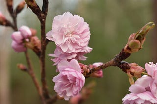 Loving Kindness in an Unkind World