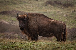 A side-profile image of a  wisent, or a european bison looking at the camera. Photographed by Henna Metz