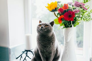 4 Characteristics Of People Who Will Be Unhappy If They Keep A Cat
