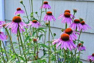 10 Long Blooming Perennial Favorites