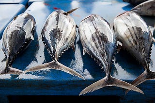 Why Tuna Fishing Is So Satisfying