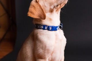 How should I teach my pup basic dog commands?