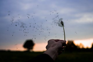 A hand holding a dandelion seed head or ‘clock’ with tiny seed-parachutes floating away against a dusk sky