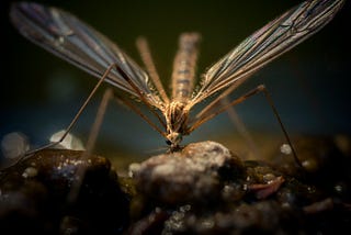 a mosquito sitting on a rock