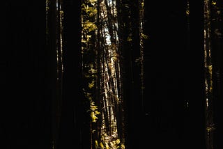 Legends of the Woods