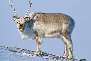 Is Climate Change Icing Out Rudolph?