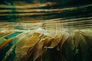 Kelp Forests: An Underwater Ecosystem With Untapped Potential to Tackle Climate Change