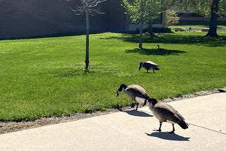 Big Goose on Campus: Local Gaggles Interfere with the Safety of Parkside Students