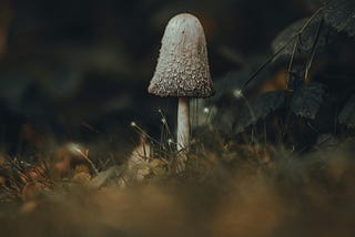 React Uygulamasında ID Üretme Yöntemleri → useId, nanoid ve uuid