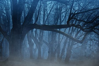 A picture of a dark and scary forest