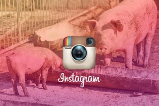 Twitter vs Medium, ‘Search-Bait’ Design Patterns, and Instagram’s Immersive Feed