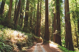 The Longest Game of Telephone Happens Right Beneath Our Feet: How Trees Utilize an Underground…