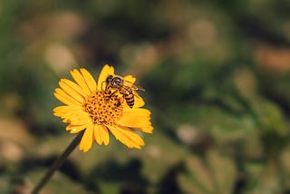 Pollinators in Peril: How Our Plates Could Be Left Bereft in the Future