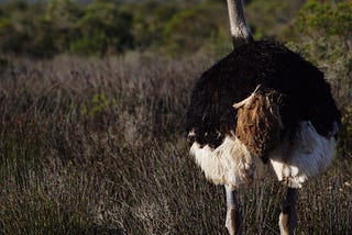 Full size ostrich gazing into a field