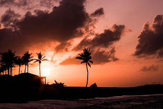 Sunset through a palm tree on the beach