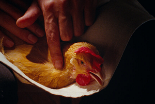 Le Cinéma Selections: Review of THE CHICKEN by Neo Sora