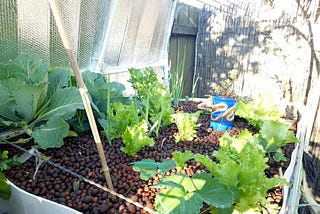 The second winter - Backyard Aquaponics in Melbourne