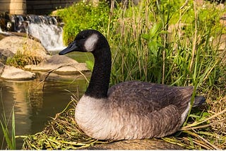 hi-line-gift-ltd-sitting-canadian-goose-garden-statue-1