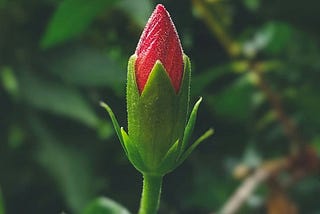 The Errant Tulip Plant