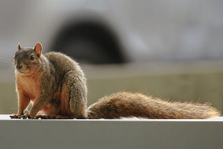Why Small Business Customers Secretly Act Like Squirrels