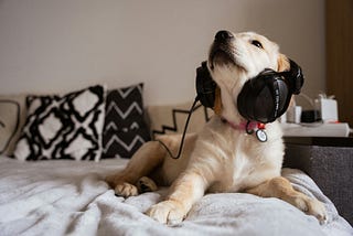 Dog Anxiety Music Helps Calm Anxiety: Effective Solutions for a Peaceful Pup