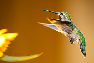 A red ruby humming bird