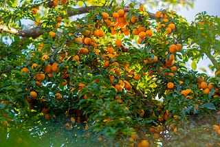 The Persimmon Tree