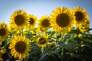 A closeup view of a field of sunflowers against a blue sky.