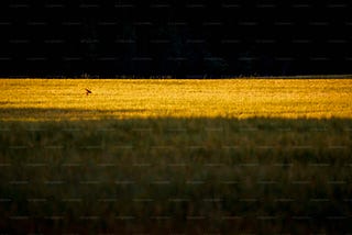 moonlit field