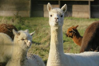 Build a ChatGPT in 10min (No-Code Open Source)