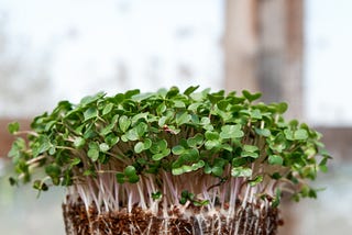 picture showing the plantlings of sprouts