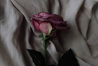 A half dried light pink rose with darkened edges lies on the folds of a grey shroud.