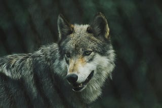 A gray wolf…