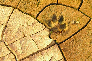 Our Pets Have a Significant Ecological Paw Print