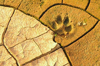 Our Pets Have a Significant Ecological Paw Print