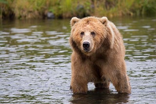 A bear in water to represent a bear market.